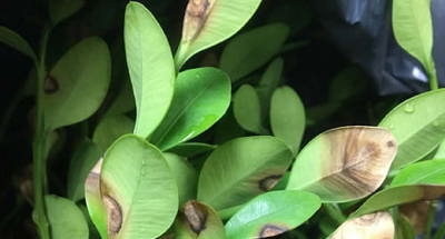 City Advises Proper Disposal of Boxwood Blight-Infected Plant Material