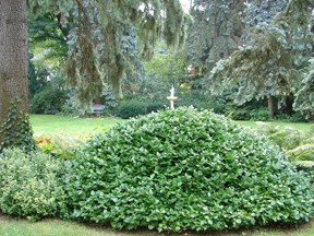 bushes in a garden