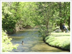 Stream in a park