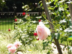 Pink rose in a garden